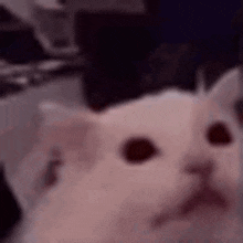 Flashbanged cat because ebook reader was too bright